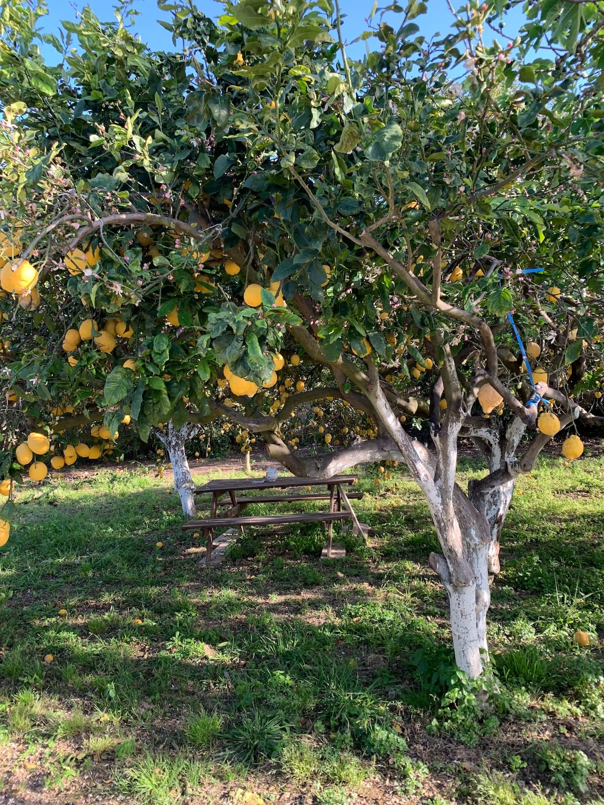 La caccetta: Ulivo — foto 5